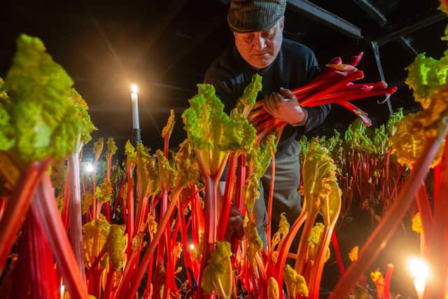 Jonathan, 59, is the latest in his family to grown rhubarb this way in the nine-mile squared area in Yorkshire famously dubbed the ‘Rhubarb Triangle’. (SWNS)