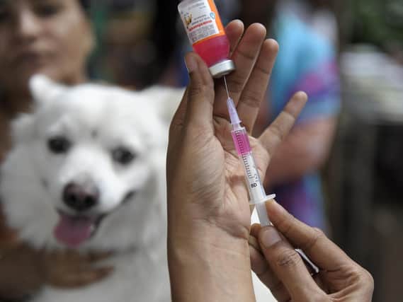 Vaccinations to a new puppy or rescue dog are very important and should never be missed. Photo: Getty Images