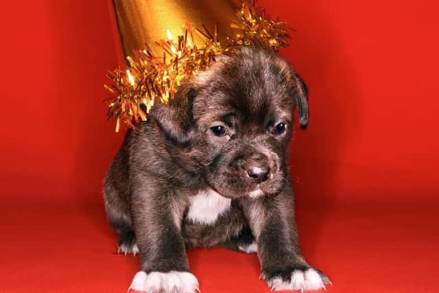 Well run puppy parties should have small numbers of well-matched dogs.