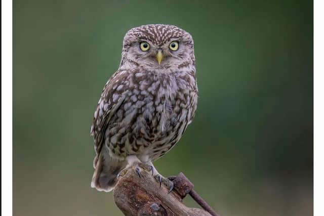 The little owl snap that caught the judges' attention.