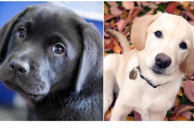 Guide Dogs is urgently appealing for Wakefield dog-lovers to sign up as Puppy Raisers and join its team of volunteers in 2022.