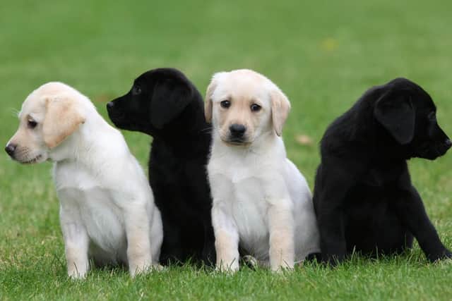 Being a Puppy Raiser means being responsible for caring for a Guide Dogs puppy in your home for 12-16 months, teaching them basic commands, familiarising them with many different environments, and attending monthly puppy classes.