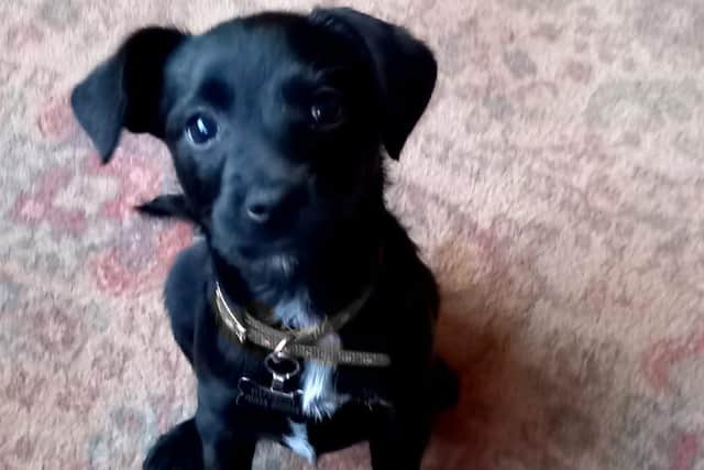 Patterdale puppy Button has been stolen from Crofton
