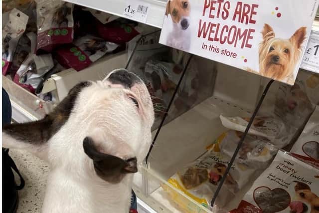 You can now take your pet to pick their own treats in Wilkos!