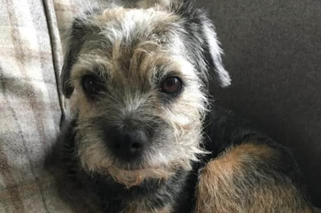 Border Terrier Tilly was struck down by a life-threatening attack of immune mediated haemolytic anaemia (IMHA), where a dog’s body destroys its own red blood cells.