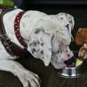Many pet owners admit to feeding their dogs something toxic, with apple seeds the most common food they didn’t realise could cause harm, new research reveals.