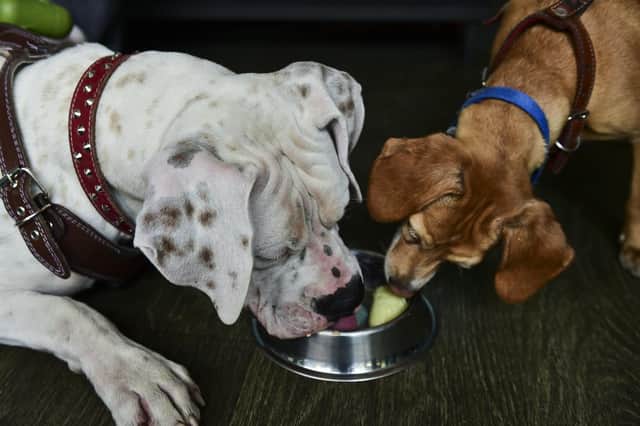 Many pet owners admit to feeding their dogs something toxic, with apple seeds the most common food they didn’t realise could cause harm, new research reveals.