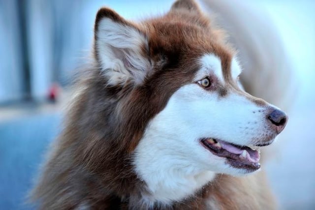 Bred to pull sleds huge distances over frozen tundra, the Alaskan Malamute has a strong work ethic and independent spirit that's not conducive to snuggling up on the sofa for an evening watching television.