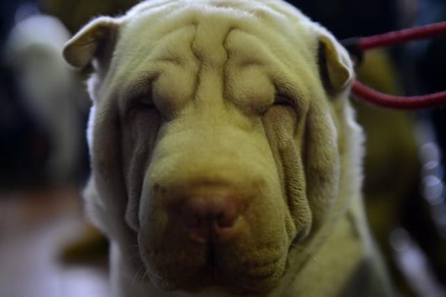 Another breed that looks like it was created to cuddle is the adorable and wrinkly Chinese Shar-pei. While they are devoted to their families and fiercely protective, they aren't as demonstrative as other breeds when it comes to showing affection. They also tend to be hostile to strangers and other dogs.