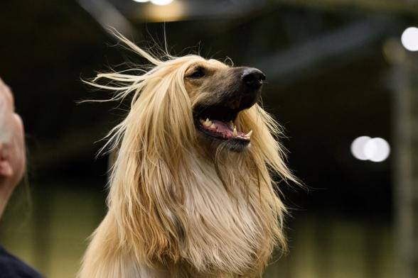 The Afghan Hound is one of the world's oldest breeds of dog - and also one of the most elegant. This is a dog that was bred to hunt though, and they are highly selective when it comes to who they offer affection to. Generally aloof, they will be completely disinterested in strangers and tend to create a bond with a single person who they will deign to tolerate.
