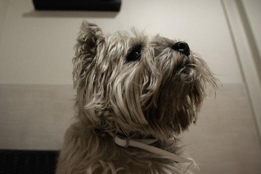 Similar to the Scottie, the Cairn Terrier isn't big on cuddles. They are still very friendly when it comes to their owners, but the same cannot be said for the rest of the human race.
