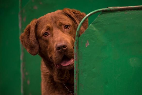 Despite being related to the incredibly gregarious Labrador Retriever and Golden Retriever, the Chesapeake Bay Retriever tends to keep itself to itself. It's a breed that makes for a perfect hunting companion but otherwise very much enjoys its own company.