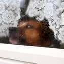Burglars confess that they are most likely to avoid a home that has a dog, but which breed has the most effective bark?