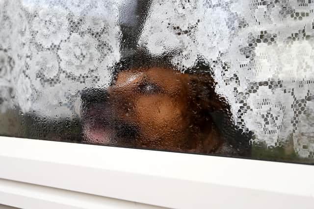 Burglars confess that they are most likely to avoid a home that has a dog, but which breed has the most effective bark?