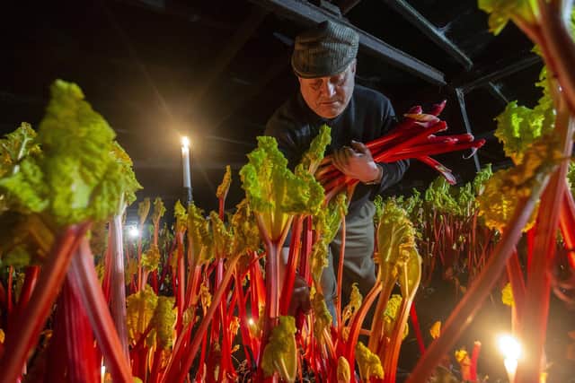 Forcing rhubarb in sheds.