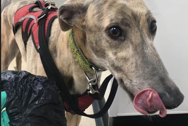 Rebecca the greyhound after emergency treatment at Abbey House Vets, standing alongside the black ski glove she managed to gobble down in one go and vomit back in one go.