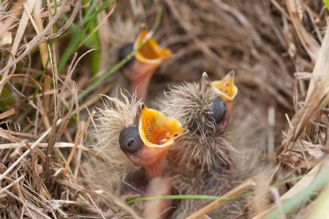 As birds nesting on the ground are at higher risk from predators; the nests and eggs they contain are often extremely well camouflaged, making them very hard to see and avoid.