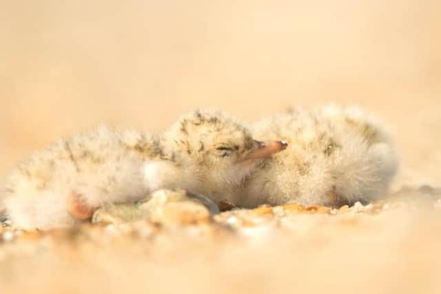 When scared, a chick’s instinct is often to stay quiet and avoid detection, so if you see an adult bird calling out in distress or trying to catch your attention, back away carefully to help protect nests from harm.