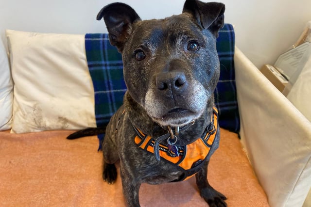I’m a giddy and happy ol’ boy who loves everyone I meet! I am a cheeky chappie too, look at me smile and you’ll soon fall in love with me! I’m definitely looking for a life of luxury! I lived on the streets a bit too long so I’m just wanting a big comfy bed (or sofa!) to spend my evenings on after a busy day of short walks, brain teasers and play time ♥.