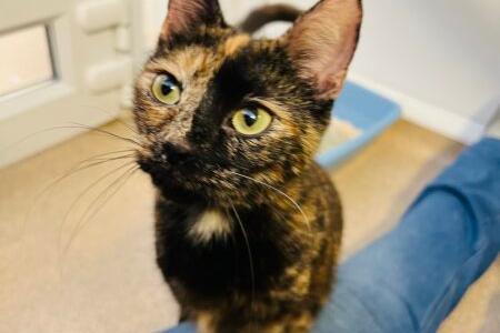 I’m a very playful girl and play with my toys very enthusiastically. I also love being stroked and enjoy attention. I can get a bit over excited at times, so a home without children would be best. I would also like to be the only cat so I get all the attention and playtime to myself.