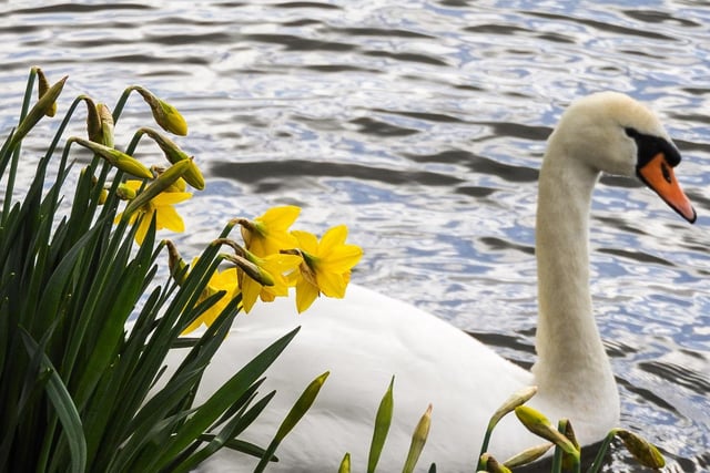 Spring daffodils and swan at Wintersett Reservoir, by Sue Billcliffe.