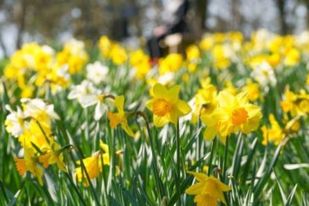 Effects from poisoning from daffodils can include vomiting, stomach upset and salivation but can escalate to dogs appearing sleepy, wobbly on their legs, or collapsing. In more serious cases, fits and changes to heart rate, body temperature and blood pressure. Dogs can also become unwell if they drink water from a vase containing daffodils