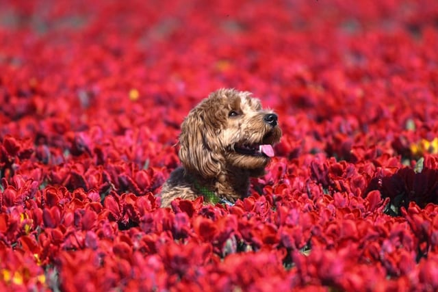 Some varieties of spring-flowering plants are beautiful to look at, but may contain toxic elements towards animals, including dogs.