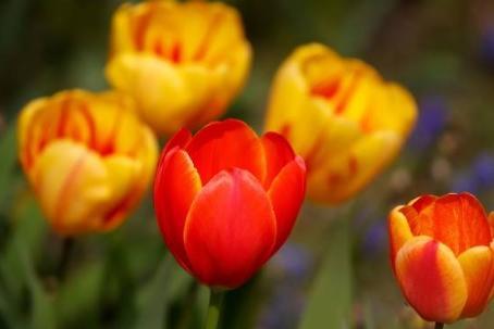 Tulips, perhaps one of the most common blooms in spring, can cause gastrointestinal problems accompanied by central nervous system depression and even convulsions.