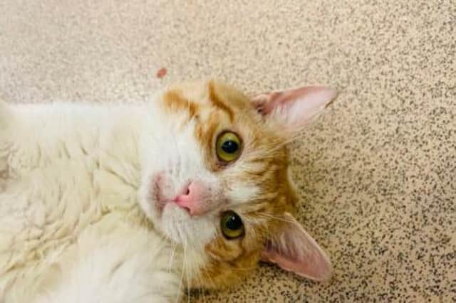 Hi there, I’m Trent, a ginger and white Domestic Shorthair crossbreed male.