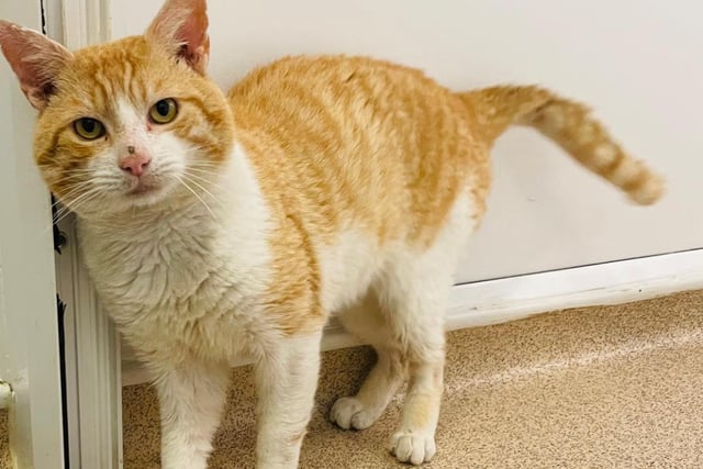 I am a super friendly and affectionate boy who loves all the fuss and attention the team and volunteers give me – I reckon I’m everyone’s favourite!
