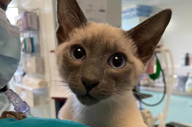 At only 12 weeks old, Arthur was already in early congestive heart failure.