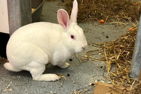 I am a confident and hoppy rabbit who is very comfortable around people and enjoys fuss and attention. I am looking for a family that would love an active rabbit that likes attention but also be okay when I hop away to eat some apples in my own space.