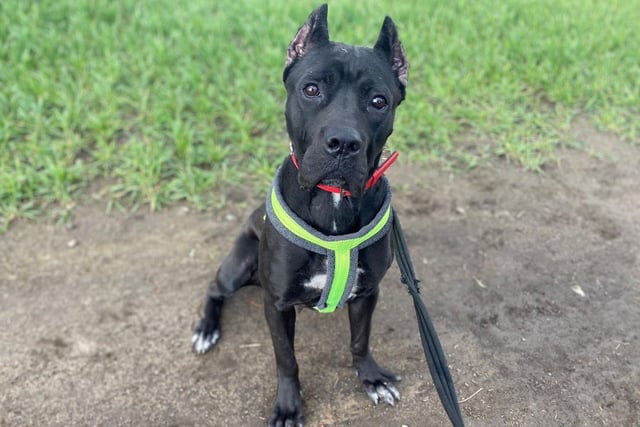 I'm a Cane Corso and I have had a bit of cosmetic surgery (ears and tail) but please don’t let this look give you the wrong impression of me. I’m super affectionate and have heaps of personality. I'm ready to give my new family lots of love and laughter.