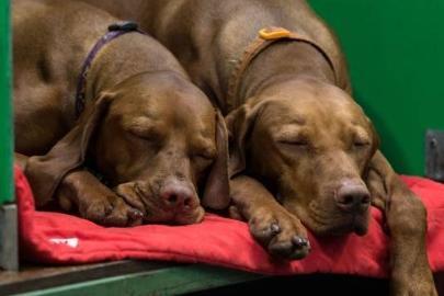 The Vizsla is the pooch that the term 'velcro dog' was invented for. Originally from Hungary, they will stick to their owner's side through thick and thin - from walking and swimming, to curling up on the couch for an evening nap.