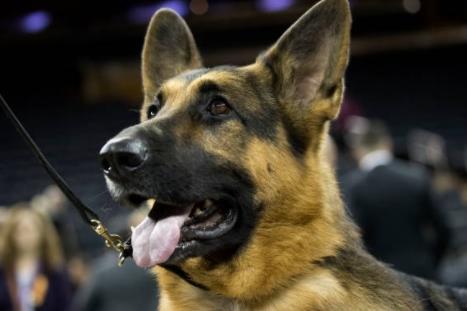 The German Shepherd has a fearsome reputation for being a police, army and guard dog. The reason they are so good at these jobs is that they love their owners and handlers so much - and are desperate to please and protect them. They will be at your side even if their own safety is threatened.