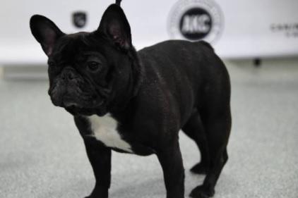 French Bulldogs are pretty much certain to shadow you on even the shortest journey around the house. They love to cuddle up and crave attention throughout their waking hours.
