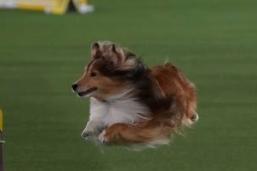 As the name suggests, the Shetland Sheepdog is another herding dog whose close relationship with their owner has proved invaluable to farmers over the years. This intense affection will usually extend to their entire human family.