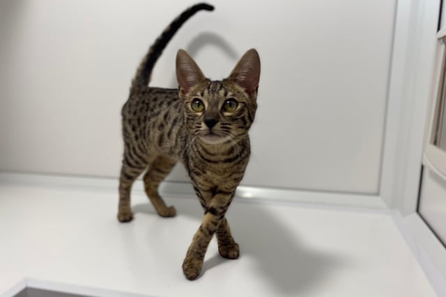 We’re a pretty special set of felines, so although we want to explore the great outdoors, we need a family who will call us when it is time to come inside.