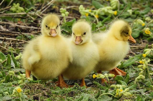 Cute baby goslings at Walton Nature Park, by Sue Billcliffe.