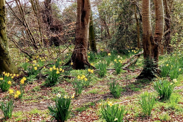 Daffodils at Thornes Park, Wakefield, by Pam Peach