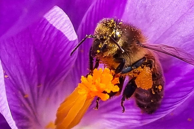Busy bee in the warm sunshine, by Sue Billcliffe