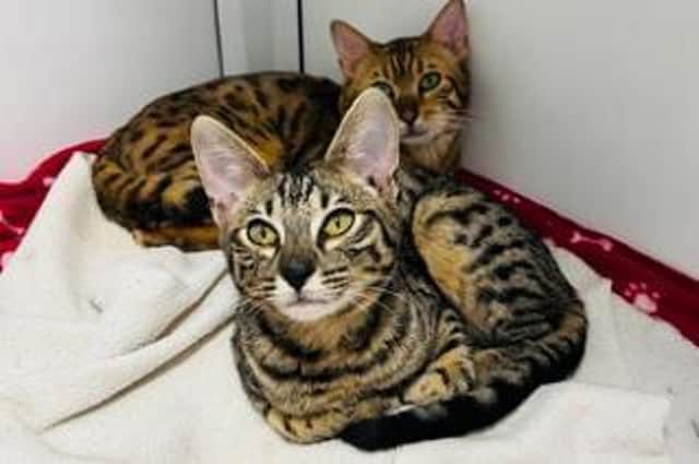 Hi there, we are Louis and Leo, Bengal (Leo) and Savannah (Louis), we are male cats approximately 11 months old.