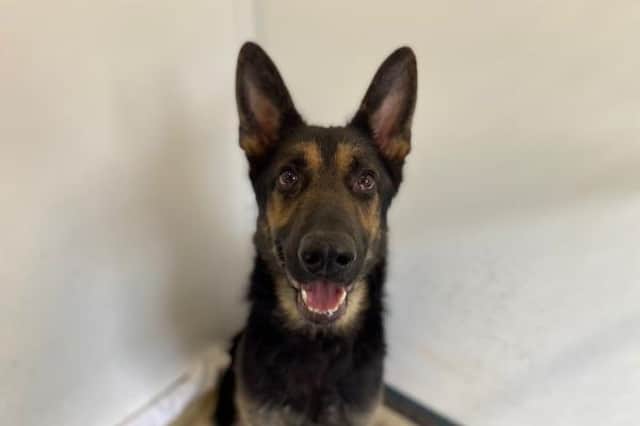 Hi there, I’m Rex, a two-year-old German Shepherd.