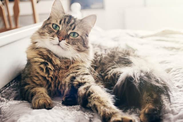 Cats are revealed as the overall best pet for people in their senior years.
