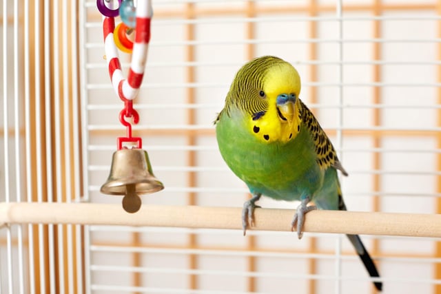 Scoring high on ease of care (7) as well as support for mental health (6), indoor birds such as budgies can make brilliant companions for elderly people. 
Birds such as parrots make excellent ESAs (emotional support animals) because of their ability to mimic human speech and their tendency for empathy.