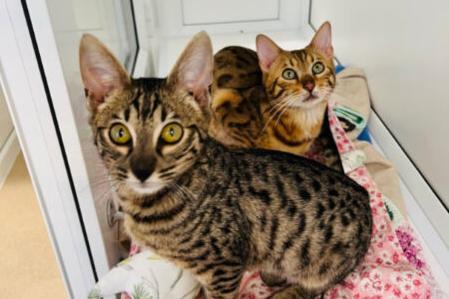 Hi there, we’re Louis and Leo. We absolutely love each, we’ve been together since we were little ones! We are both super active and playful with each other and the volunteers but once we’ve had a good run around we’re ready for snuggle time and a cat nap!