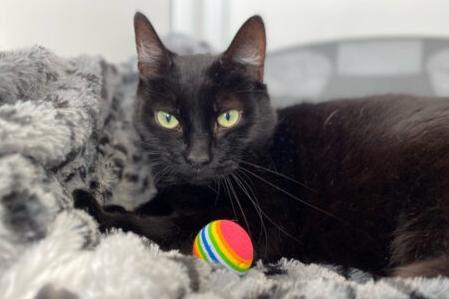 Hi there, I’m Misty. I’m a really loving and affectionate lady but for me to shine I need a little bit of extra time to settle into a new home. Once I feel comfortable around you, I’ll love all the strokes you can offer!
