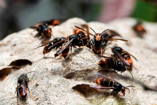 They are able to kill people with allergies with just one sting, while they also pose a threat to the environment and native species – with one hornet being able to eat 50 bees in a day.