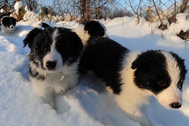 The Border Collie can take up 19%.