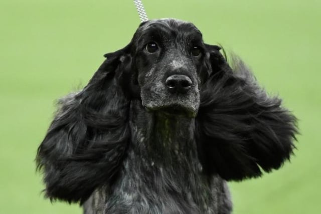 The Cocker Spaniel can take up 13.61%.